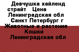 Девчушка хайленд страйт › Цена ­ 15 000 - Ленинградская обл., Санкт-Петербург г. Животные и растения » Кошки   . Ленинградская обл.